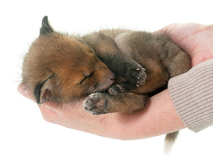 Fototapeta premium sleeping fox cub