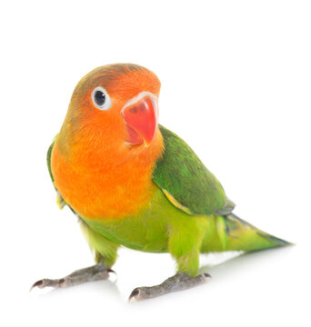 young fischeri lovebird