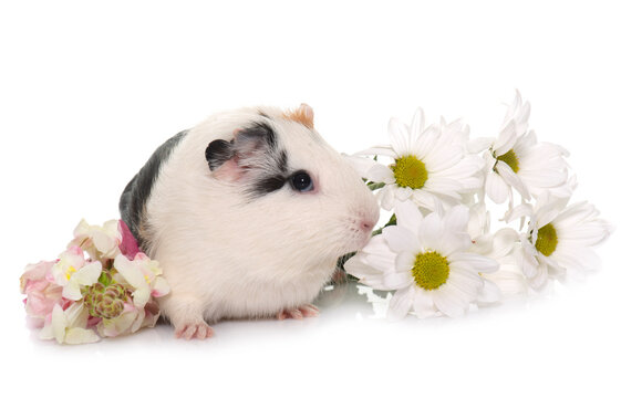 guinea pig in studio