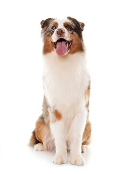 brown australian shepherd