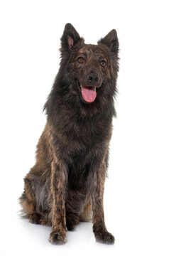 Dutch Long haired shepherd