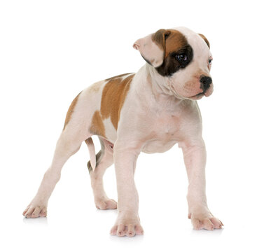 puppy american bulldog
