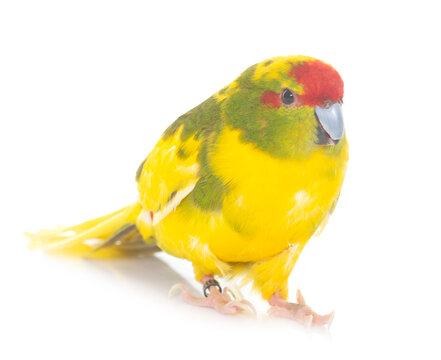 Red-fronted Kakariki parakeet