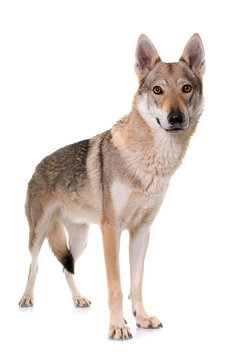  czechoslovakian wolf dog
