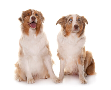 two australian shepherds