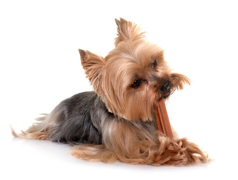 yorkshire terrier gnawing a bone