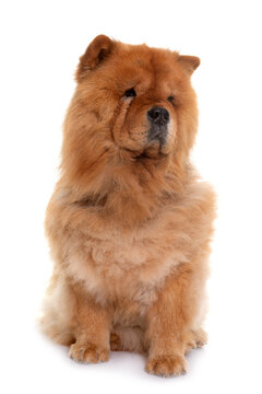 chow chow in studio