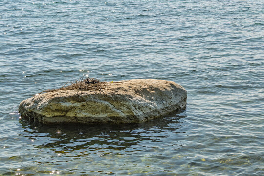 Foulque macroule nichant sur un rocher isol&eacute; au milieu des eaux claires du lac L&eacute;man, Saint-Prex, Suisse