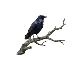 Fototapeta premium Raven perched on a bare branch against a black background