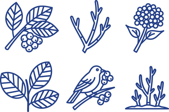 Set of blue line vector icons related to elderberry plants and berries.