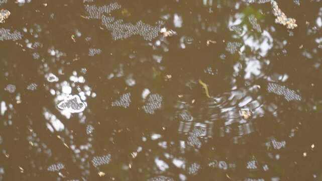 Leech Swimming in Water