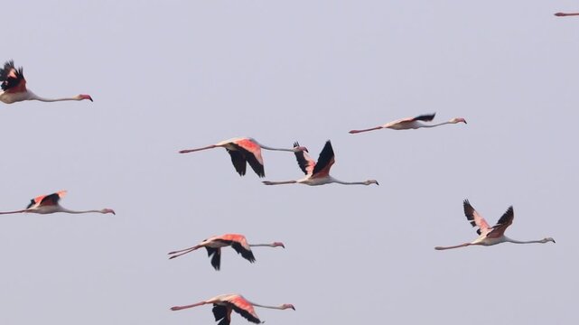 Group of Flamingos Flying in Formation at Pulicat, Tamil Nadu, India. Flock of Flamingos Flying Over Pazhaverkadu Lake, Tamil Nadu, India