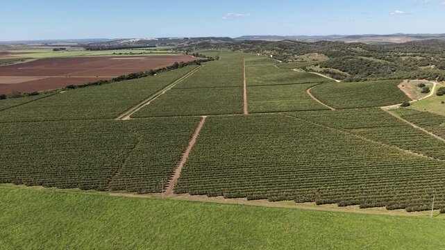 High-altitude drone panoramic tracking over vast, systematic olive tree rows in the fertile agricultural plains of Cadiz, Andalusia.