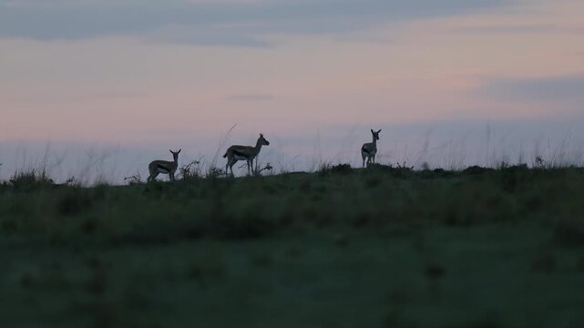 Three Thomson gazelles silhouetted on a ridge against pink dawn sky on the Masai Mara plains, gazelle herd at first light on the savannah horizon, Kenya wildlife 4K B-roll