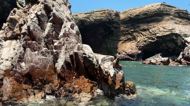 Cinematic close-up of South American sea lion resting on rocky cliff with coastal seabird colony and flying birds, Isla Centro Chimcha near Paracas, Peru