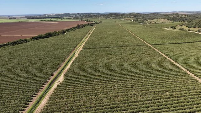Wide-angle aerial footage showing the scale of olive oil production fields bordering the Rio Barbate and Embalse del Barbate in Cadiz.