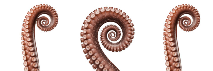 Curled Octopus Tentacle Transparent PNG - Marine Sea Monster Kraken Seafood Element © Qari