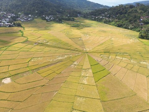 Aerial view of the unique spider web rice fields with geometric patterns surrounded by lush green hills and village houses in Labuan Bajo, East Nusa Tenggara, Indonesia.