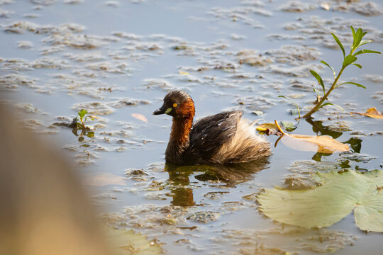 Little Grebe or dabchick Swimming in Water