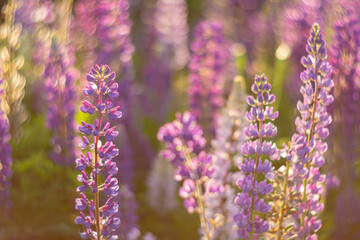 Obraz premium Purple lupine flowers blooming in sunny meadow during spring. Lush field of wildflowers with soft focus background. Natural botanical landscape for gardening and floral background.