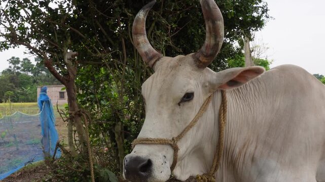 Indian ox with sharp horns