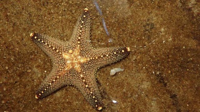 Crown of thorns Starfish, Blue Starfish, Chocolate Chip Starfish, Red Knob Sea Star, Sand-sifting Starfish, Brittle Star, Sunflower Sea Star, Royal Starfish, Granulated Sea Star, Common Sea Star Fish.