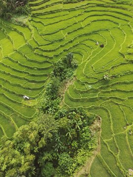 Aerial view of lush green terraced rice fields and tropical vegetation on Flores island Labuan Bajo, East Nusa Tenggara, Indonesia.