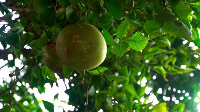 Aegle Marmelos Fruit Hanging on Tree Close-Up