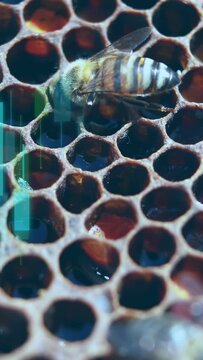 Vertical video: Worker bee probing comb for nectar as blurred bee crossing frame overlays moving