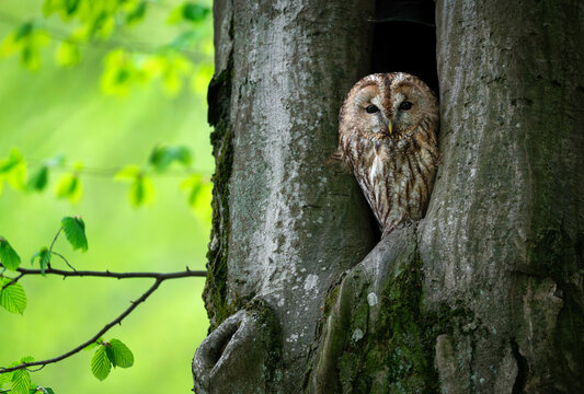 Tawny owl ( Strix aluco ) sitiing in the nest