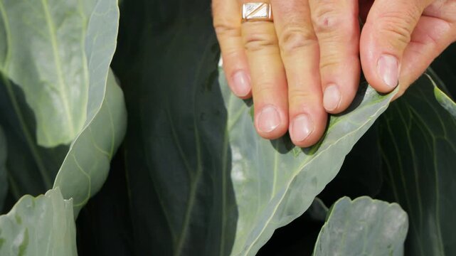 Agronomist hand wiping cabbage leaf surface to demonstrate natural wax coating that protects the plant from pests such as thrips, agricultural inspection and crop protection concept