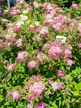 Blooming Spirea Shrub
