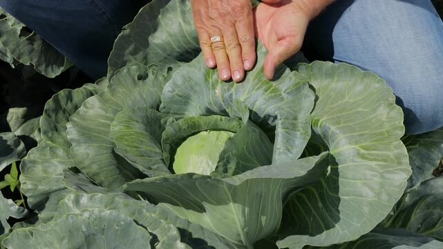 Agronomist hand wiping a leaf of the cabbage head in the field to demonstrate natural wax coating on leaves that protects the plant from pests such as thrips, crop inspection and sustainable agricultu