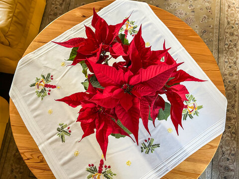 Red Poinsettias on Table