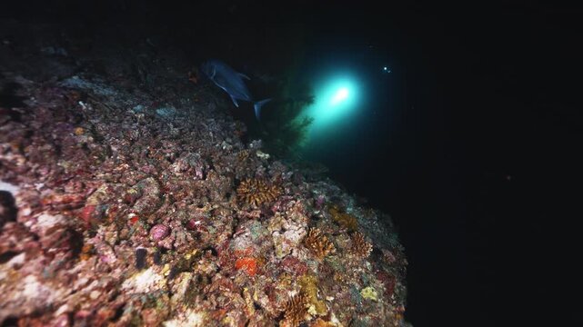 Night diving in the Red sea near Egypt. Night huntress a giant Moray eel. Underwater landscape, rocky pinnacles, canyons, walls and caves. Beautiful array of marine life ready for exploration.