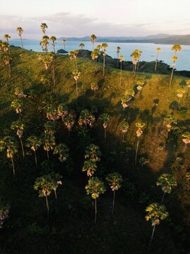 Aerial view of tall palm trees scattered across a lush green hill overlooking the calm sea and distant islands during golden hour Labuan Bajo, East Nusa Tenggara, Indonesia.