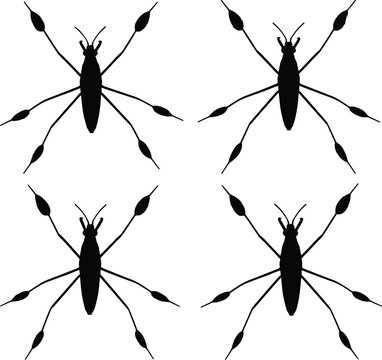 Vector silhouettes of water strider insects in different poses. Clean and detailed design for biology, nature, and entomology projects.