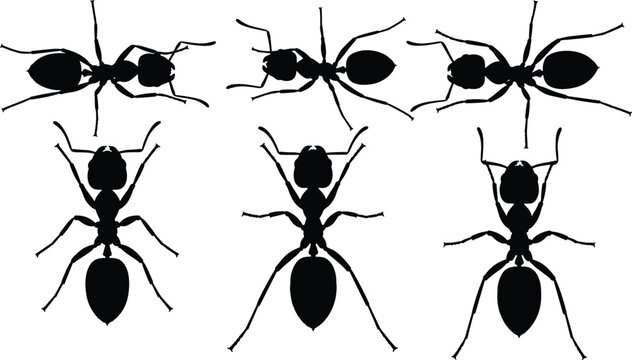 Silhouette vector of a fire ant in various poses. Clean and detailed design of fire ants for nature, biology, and pest control projects.