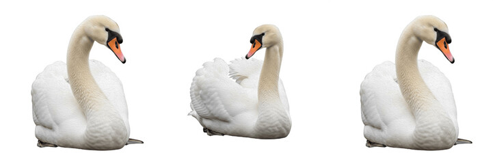 Elegant White Swan Swimming Bird Wildlife Isolated PNG Transparent Background for Nature Romance and Fairy Tale Design Themes © Qari