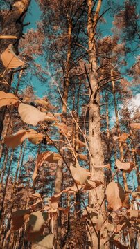Alder Buckthorn Foliage Turn Yellow Autumn. Autumn Mood Timelapse. Frangula Alnus Or