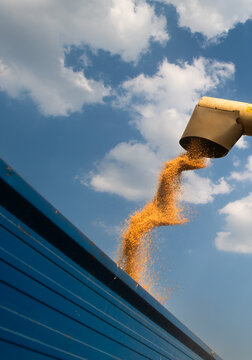 Modern harvester loading off wheat on tractor trailers.