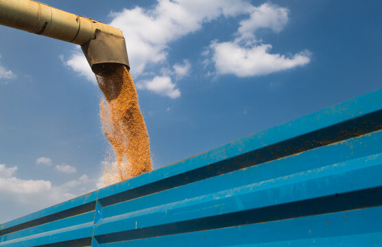 Modern harvester loading off wheat on tractor trailers.