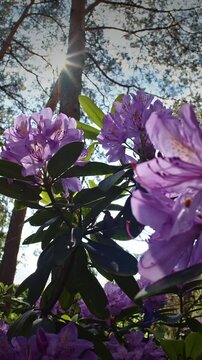 Close-Up of Purples Blooming Amidst Green Leaves Surround