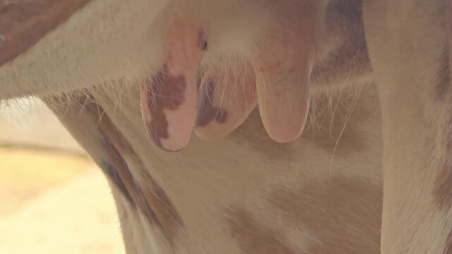 Cow udder close up on dairy farm, organic milk production in rural countryside, cattle livestock anatomy for agriculture industry