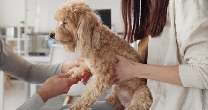 Veterinarian checks dog paw with owner in clinic. Vet explains exam steps and checkup timing, advises care to keep the pet calm and plan a follow up visit. Clear concept of pet healthcare.