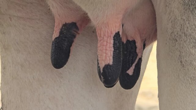 Dairy cow udder with black teat dip disinfectant, protective iodine barrier on cattle teats, mastitis prevention in livestock farming