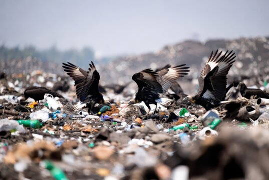 Vultures scavenging in a landfill, a stark reminder of environmental pollution and nature's resilience.