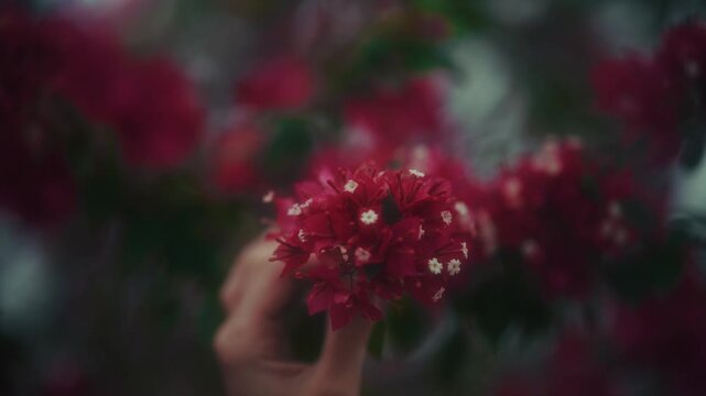 Woman With Flowers. Woman In Garden Delicately Smelling Vibrant Red Flowers With Soft Aesthetic