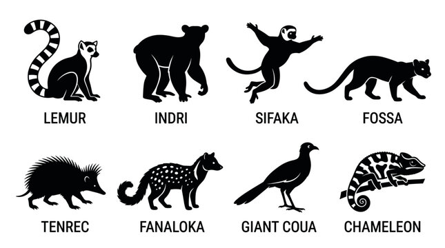 black and white vector silhouette set of traditional madagascar animal.
