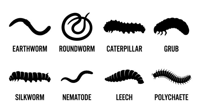 black and white vector silhouette set of worm